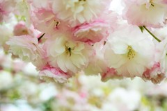 八重桜