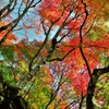 今が見ごろ