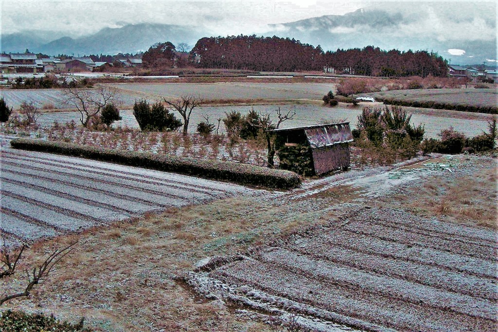 薄雪