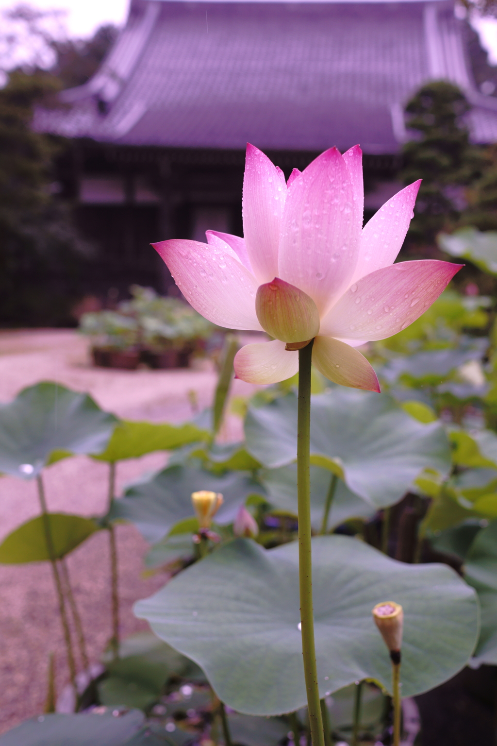 願行寺にて