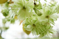 御衣黄桜