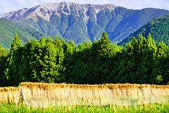 山麓に実る 山麓に実る