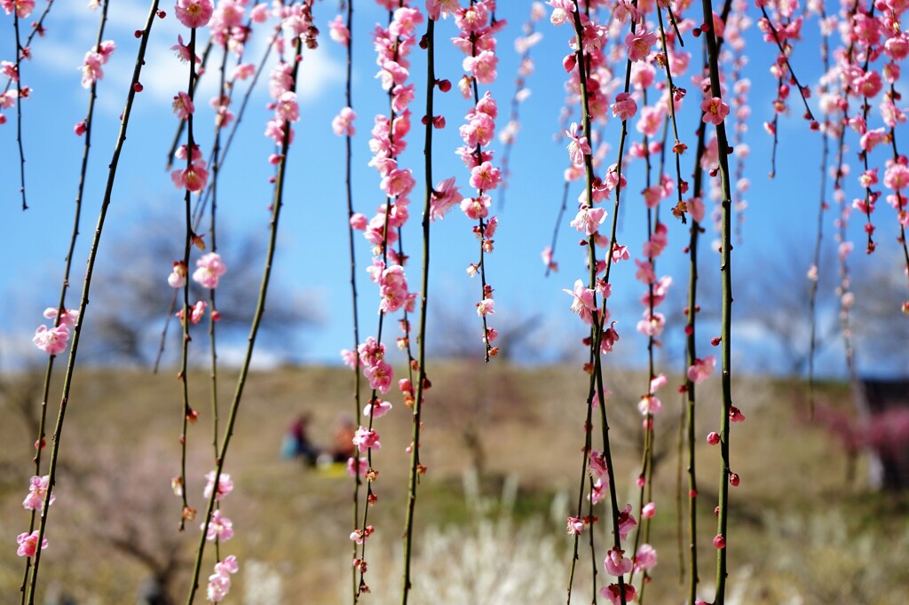 花のれん