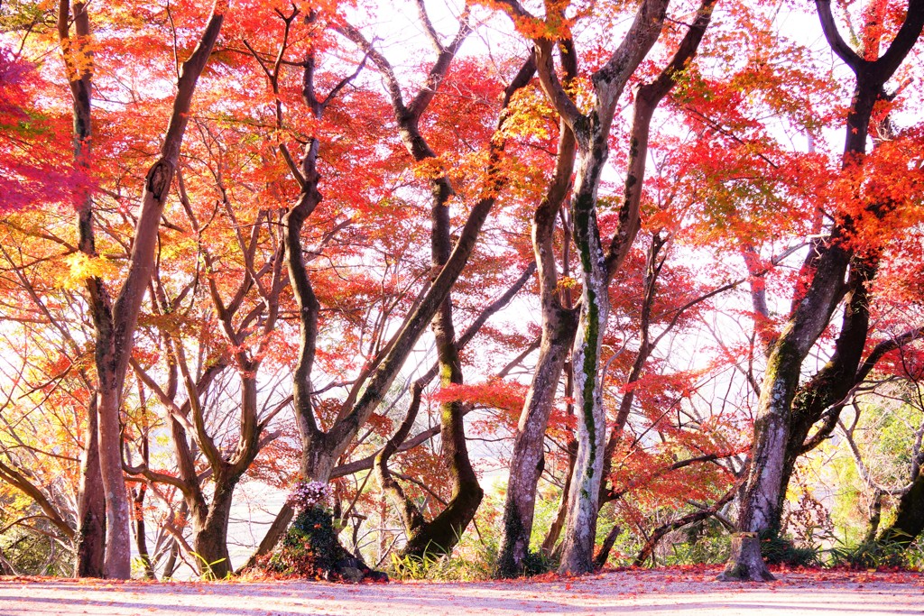 紅葉・丸岡山観音寺