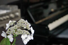 音楽室のアジサイ