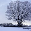 雪の樹