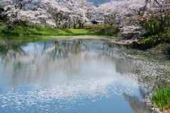 古寺の池