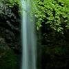 白藤の滝