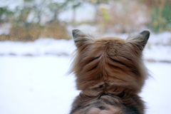 雪だよ