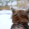 雪だよ
