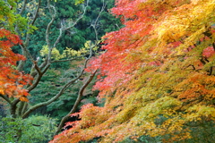 紅の滝