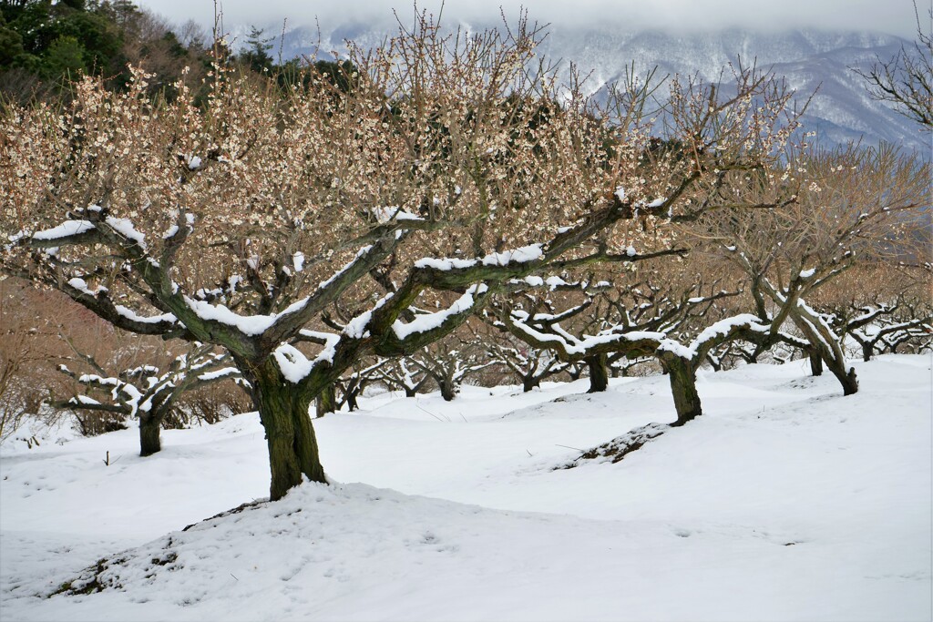 雪中梅