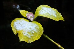 冬越し紫陽花