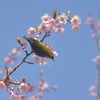 花めぐり