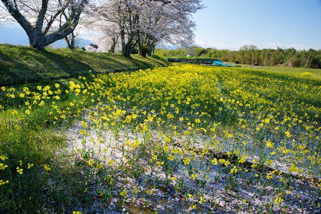 黄の川