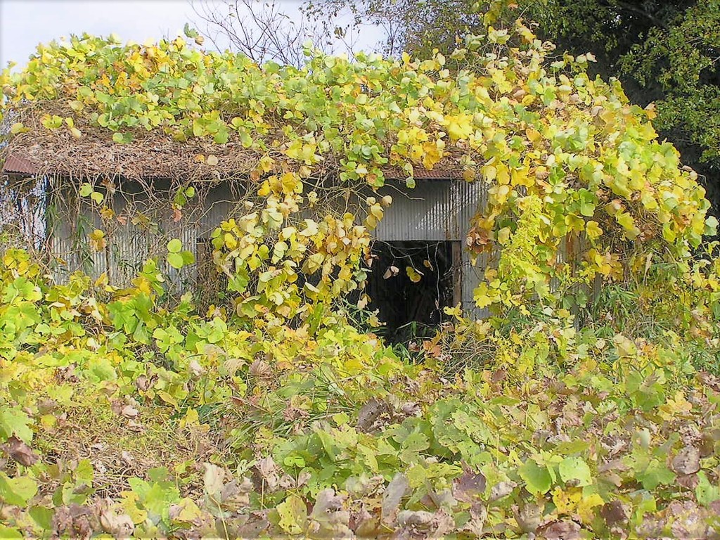 紅葉・葛
