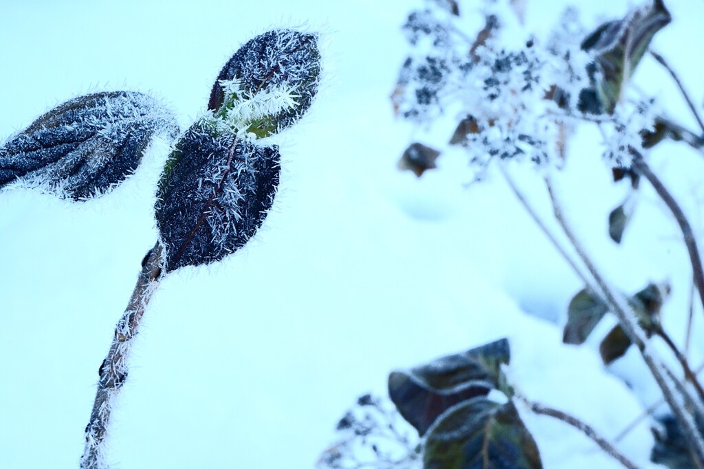 雪中紫陽花