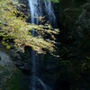白藤の滝