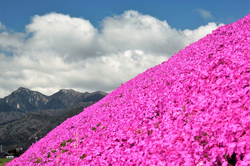 芝桜山