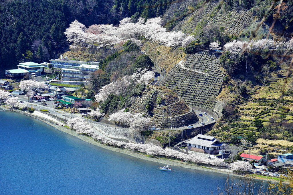 桜の道