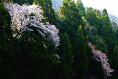 花の滝
