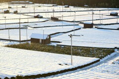 冠雪の茶畑