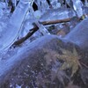 秋を氷りづけ