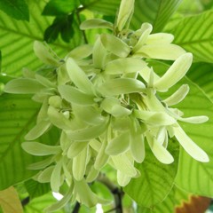 沙羅双樹の花の色