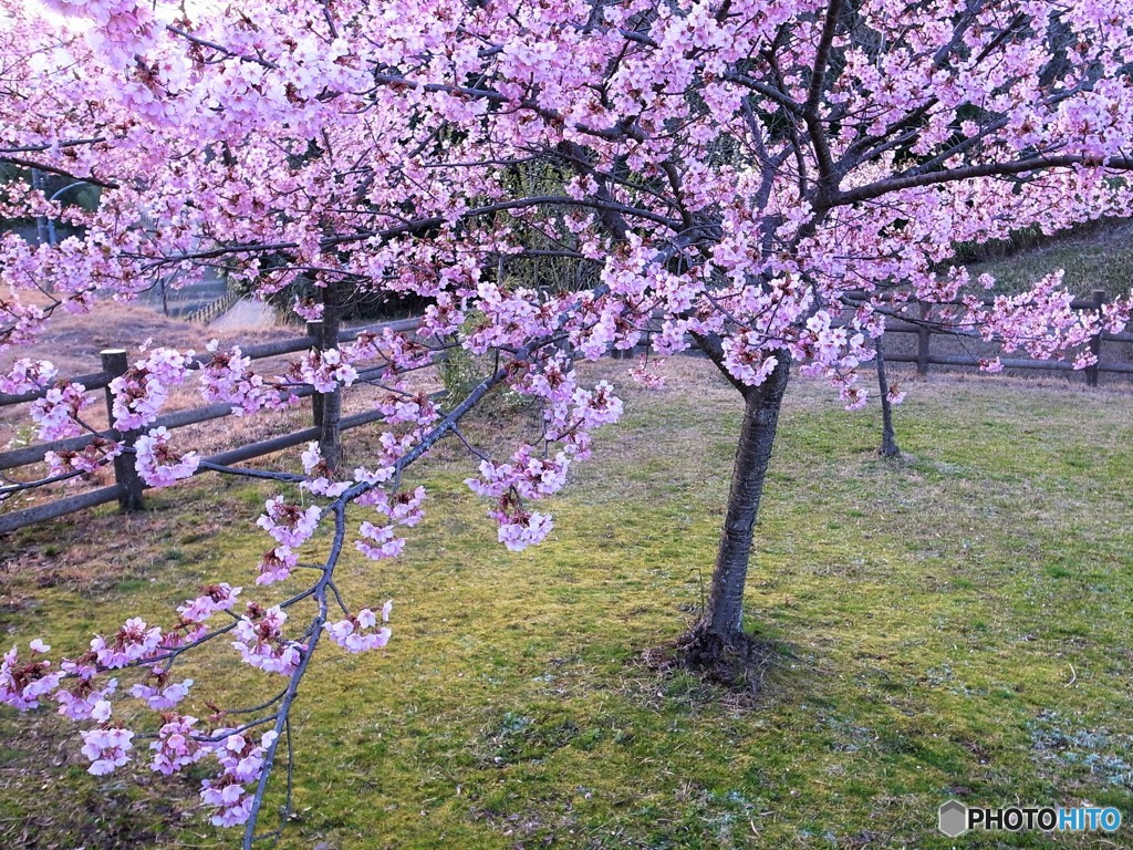 若桜