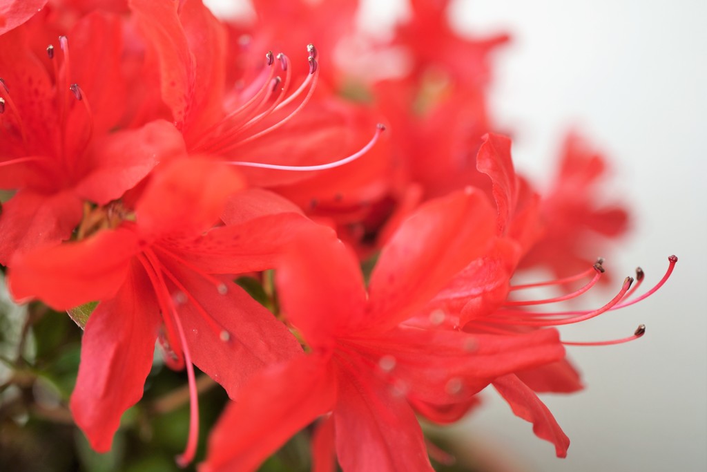 キリシマツツジ