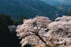 輝桜