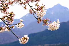 山に届け