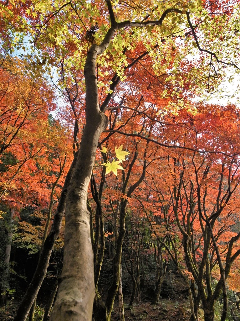 紅葉・鶏足寺