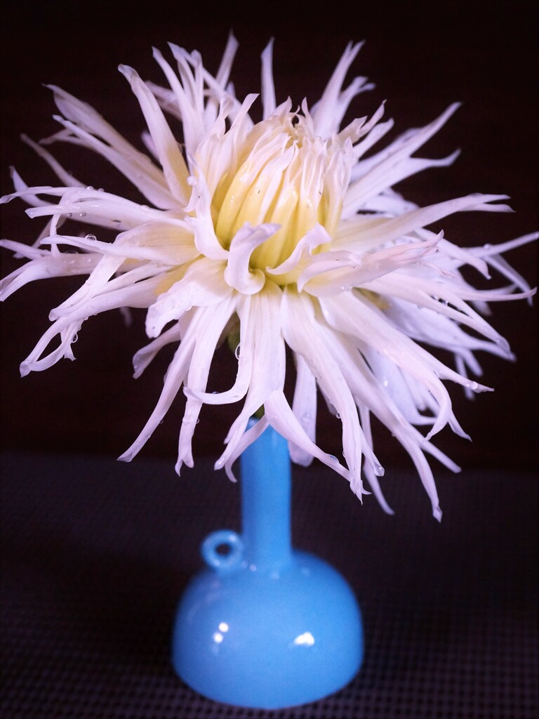 ダリア