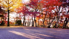 紅葉・丸岡山観音寺
