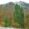 紅葉・永源寺