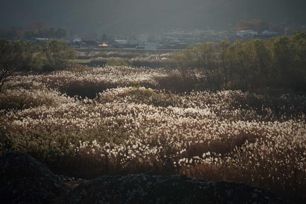 晩秋