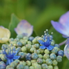アジサイの花