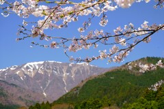 伊吹山に春