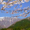 伊吹山に春