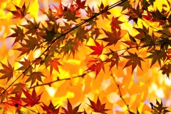紅葉・丸岡山観音寺