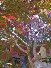 紅葉・東光寺