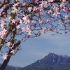 シデコブシと御在所岳