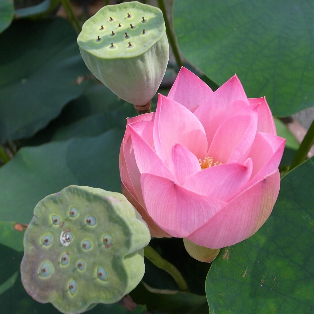 花は実になり実は花になり