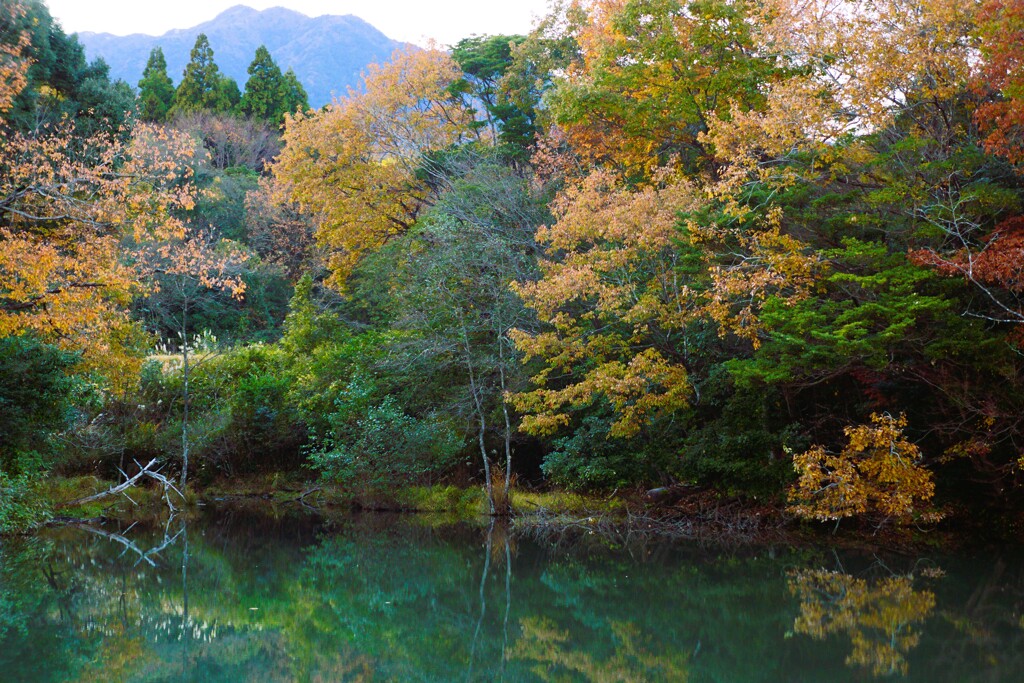 野池の秋