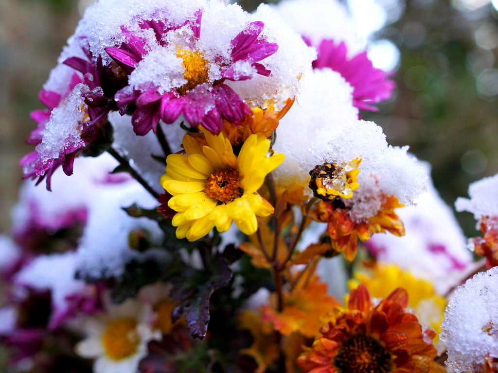 雪中菊