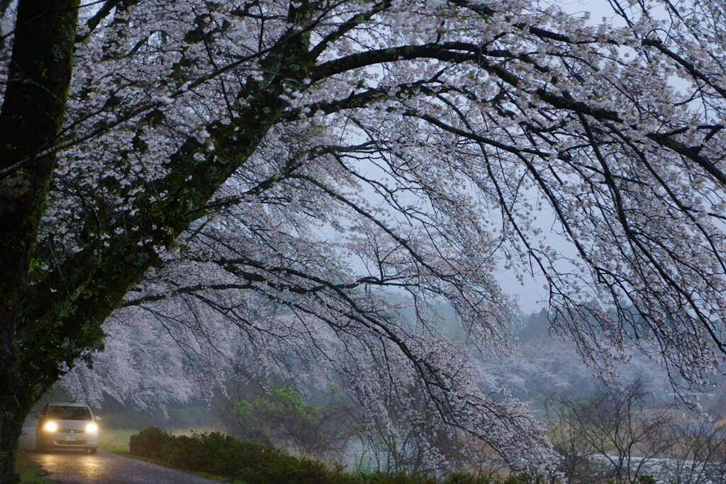 雨中観桜