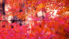 紅葉・諸戸庭園