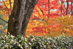紅葉・教林寺 