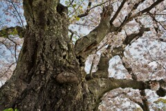 ガンコ桜